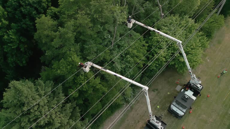 How Our Tree Care Process Works  in  Elgin, SC