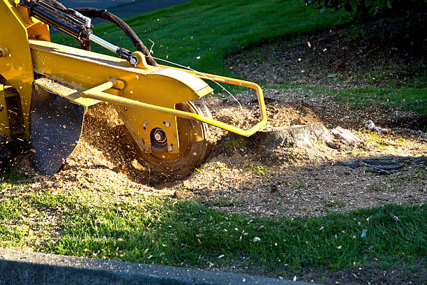 Seasonal Cleanup (Spring/Fall) in Elgin, SC